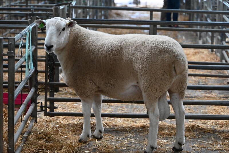Making 1100gns was this Lluest ram from E &amp; D Jones