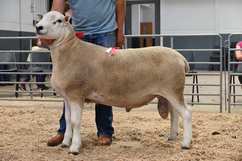 The pre-sale show champion, Fort Novak, from T &amp; B Fort made 2100gns in the ring