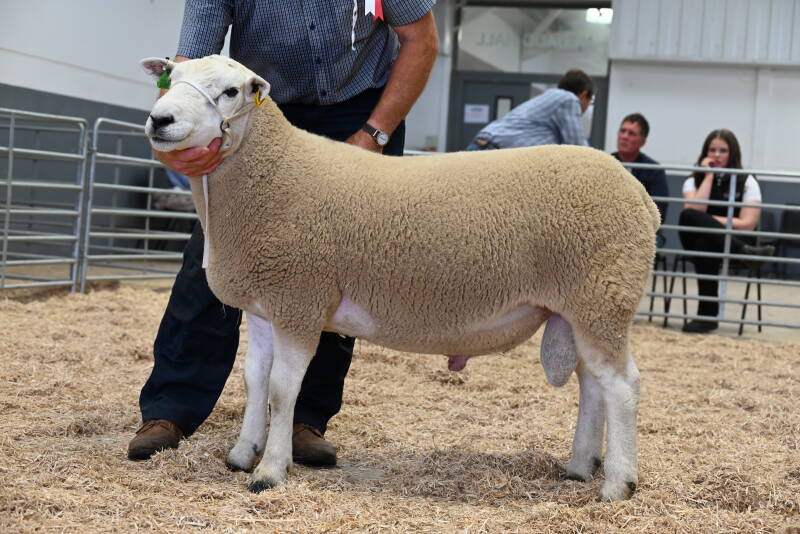 The reserve male champion in the pre-sale show from A W Davies made 1200gns