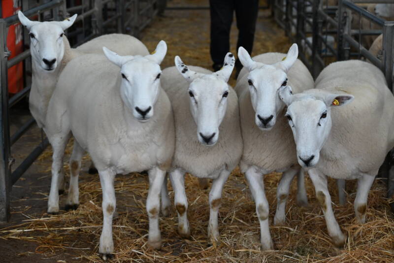 The pre-sale show female champions from D T Jones sold for £305 per head