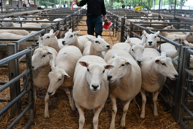 The first prize pen of 10 shearling ewes from J K Goldie 