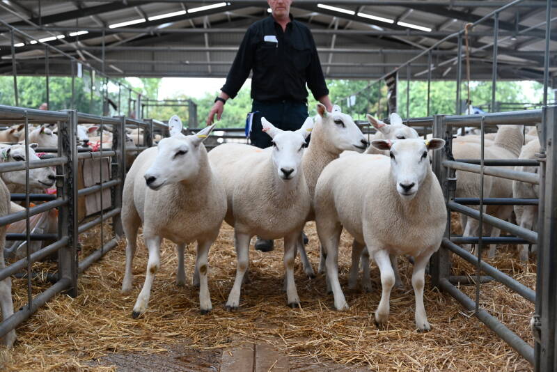 Another pen from H Goldie was knocked down for £300 per head