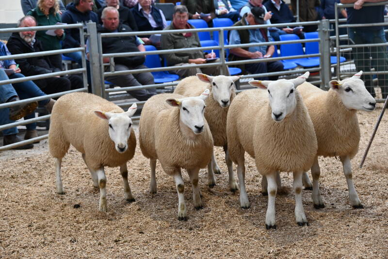 Top priced ewe lambs and first prize pen in the show from Twose Farms Ltd, which were sold for £255