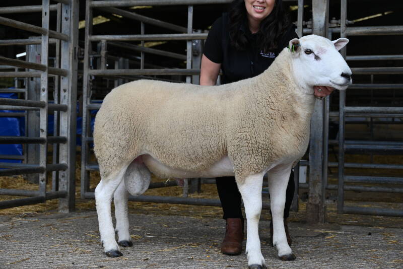 This Lluest ram from E &amp; D Jones secured the top price in the ram section at 5500gns, selling to H Goldie