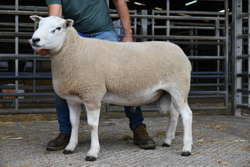 WJ &amp; DJ Williams secured 3600gns for their Tacho ram