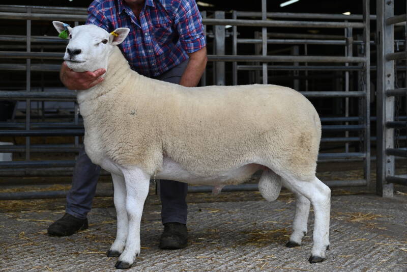 Borrins Nix from J H Dugdale attained 2600gns