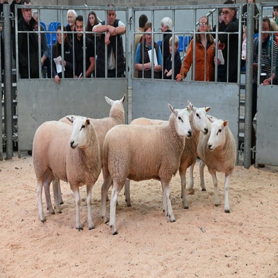 C Crawford's third prize shearling ewes attained £400 per head