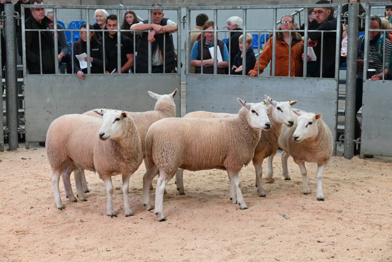 C Crawford&#039;s third prize shearling ewes attained £400 per head