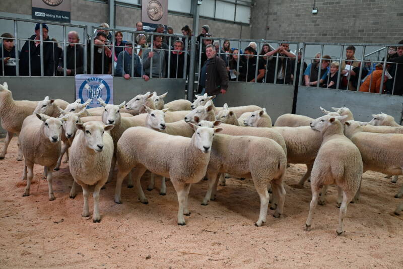 This pen of shearling ewes from C Davidson made £420 per head