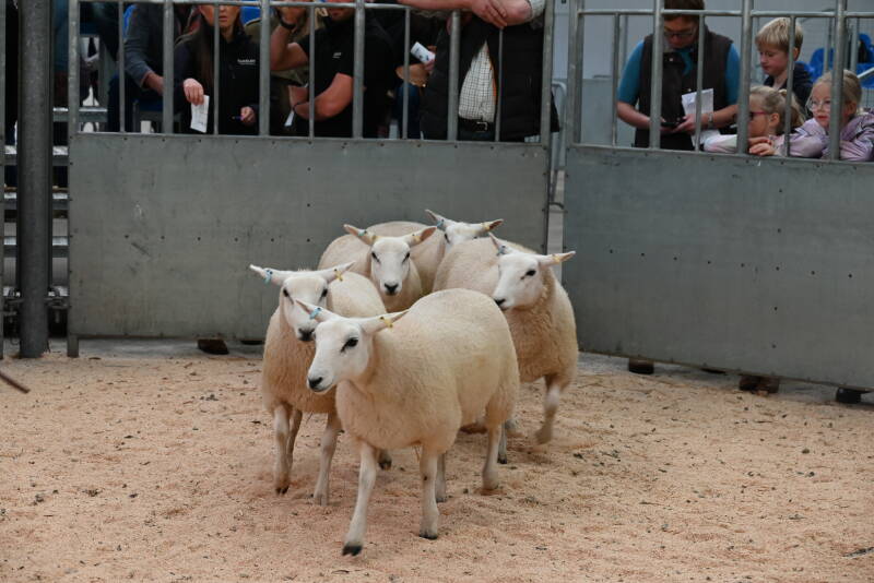 Top price pen of ewe lambs from Farmstock Genetics secured £260 per head
