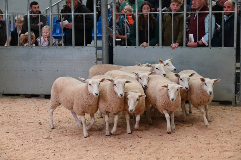 E Robinson&#039;s best pen of ewe lambs sold for £200 per head