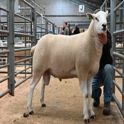 The male champion from I Walling which made 2100gns
