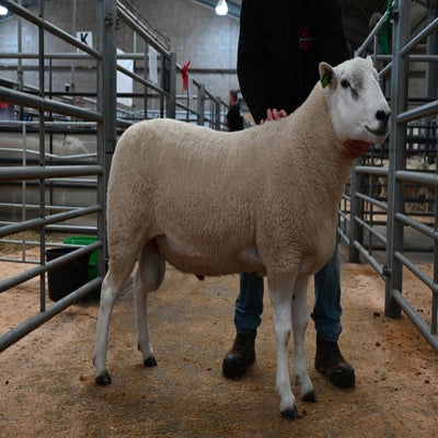 I Walling's ram secured 2000gns
