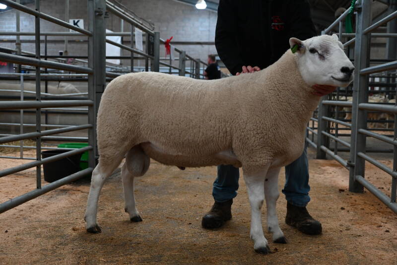 I Walling&#039;s ram secured 2000gns