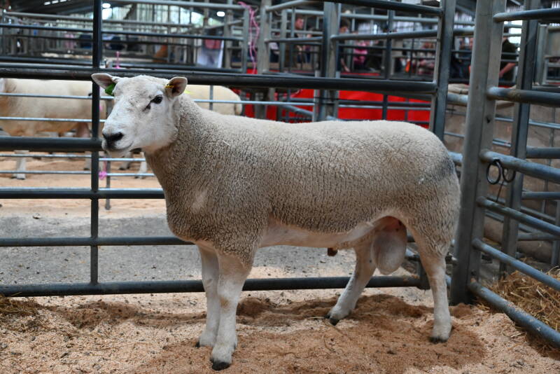 Top price ram at 4000gns from C Davidson
