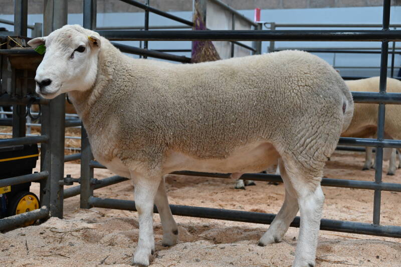 C Davidson sold this ram for 2200gns