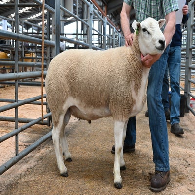 This ram from M & R Cursiter secured 2000gns