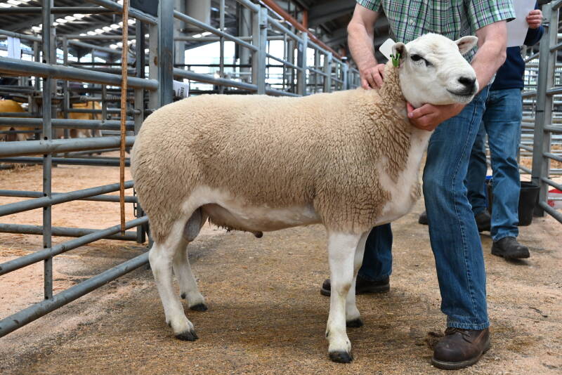 This ram from M &amp; R Cursiter secured 2000gns