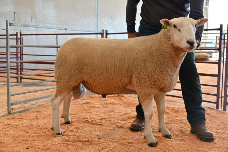 Second prize shearling ram from D KNowles secured 1300gns