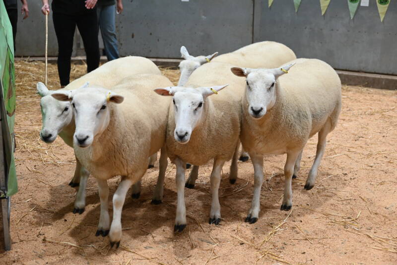 E &amp; D Jones sold this pen of 5 for £320 per head