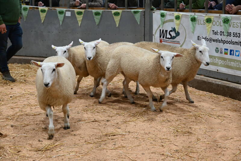 First prize pen of ewe lambs from Twose Farms 