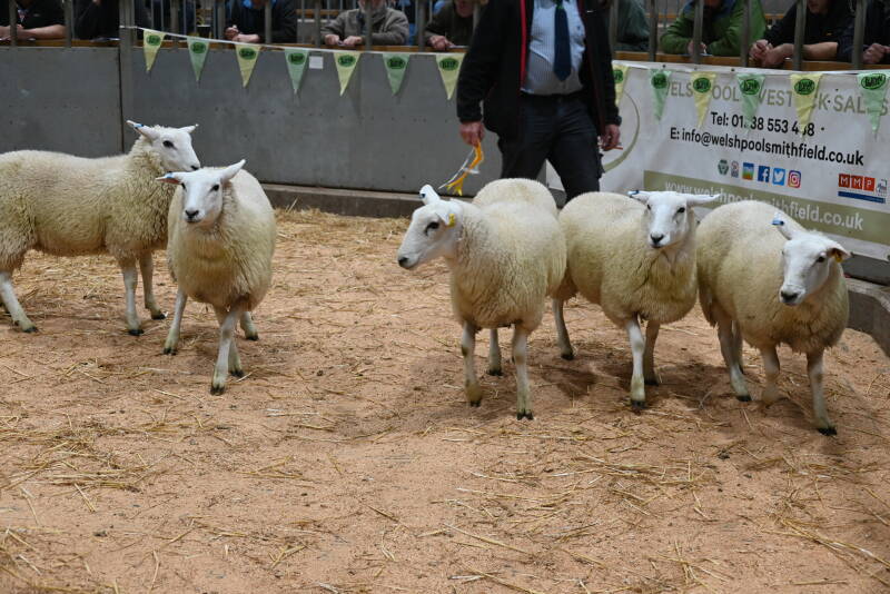 Top priced ewe lambs at £170 came from W Davies, which stoof third in the pre-sale show