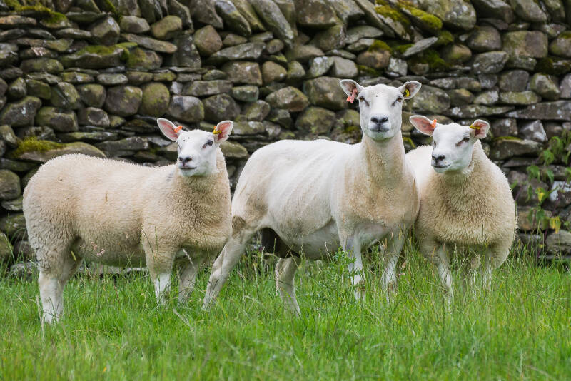 Lleyn ewe with twin texel cross lambs