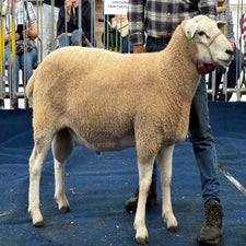 1st prize West Country ram from RHS Turner