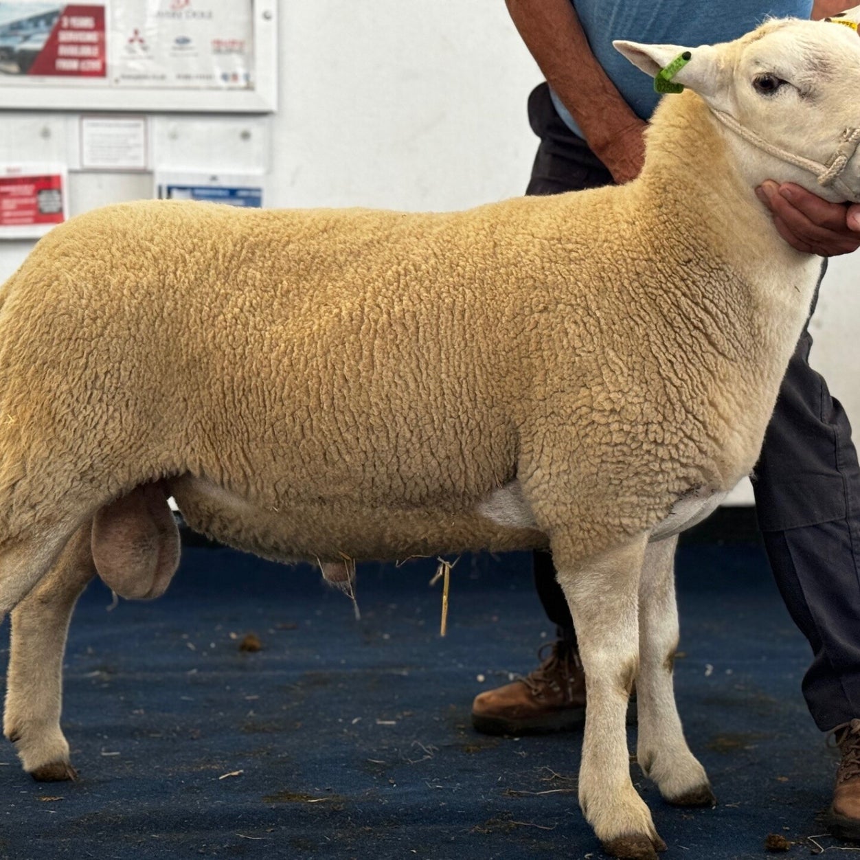 2024 Exeter Sale Report / Society Sale Reports / Sales | Lleyn Sheep ...
