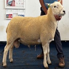 1st prize Recorded Ram from D Bond