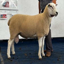 1st prize Open Ram from W Davies