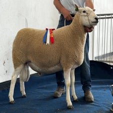 Overall champion ram from SE Hughes, which was knocked down for 2500gns