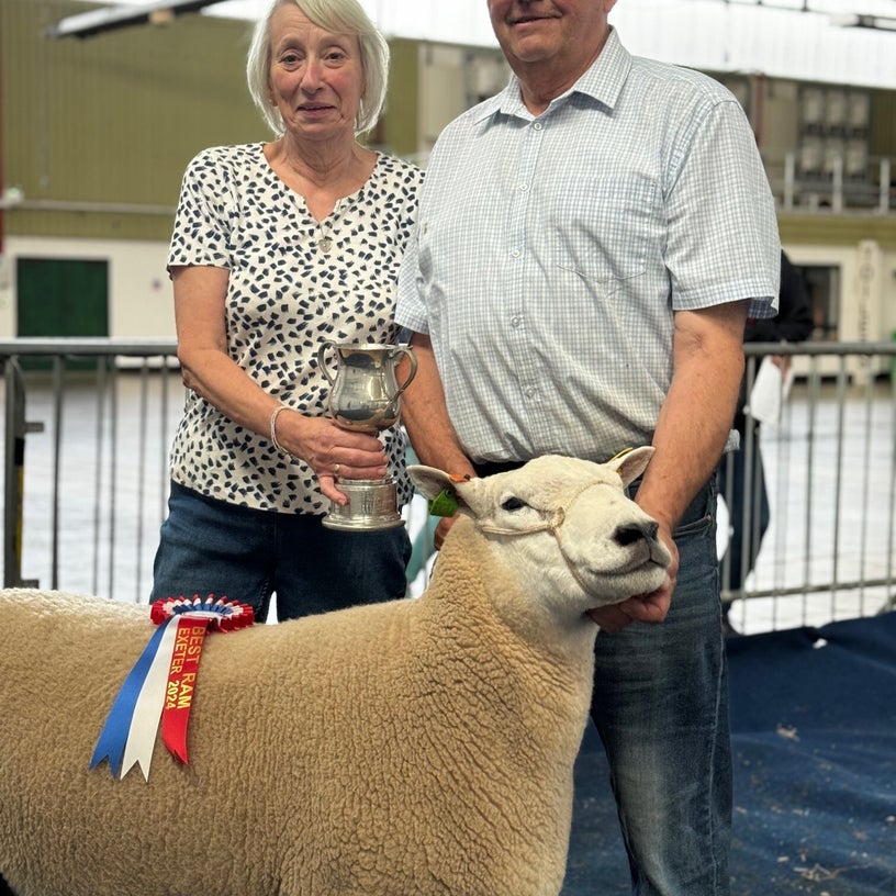 2024 Exeter Sale Report / Society Sale Reports / Sales | Lleyn Sheep ...