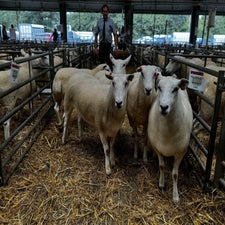 Top priced pen of shearling ewes from W Davies, which sold for £290 per head