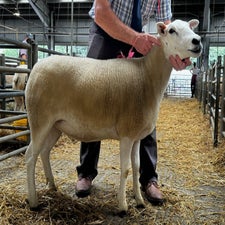 1st prize individual shearling ewe from W Davies, which attained £400