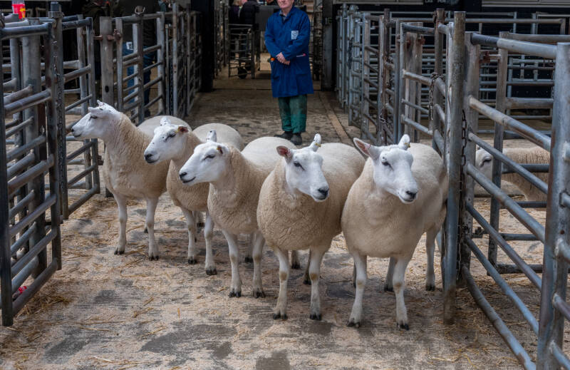Farmstock Genetics leading pen of shearling ewes achieved a top of £300 per head