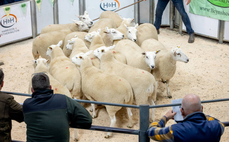 JA &amp; R Geldard &amp; Sons sold their pen leaders for £295 per head