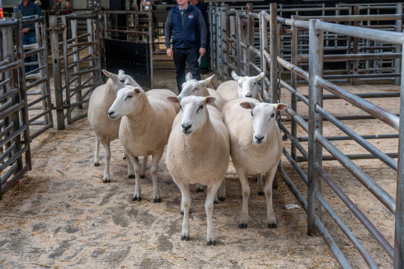 H Goldi's best pen of shearling ewes sold at £320 per head