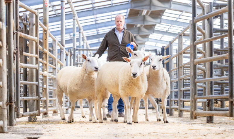 Second prize pen of shearling ewes from H Goldie topped the trade at £350 per head