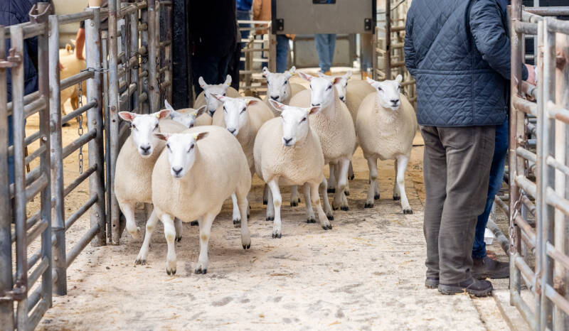 This pen from H Goldie sold for £300 per head