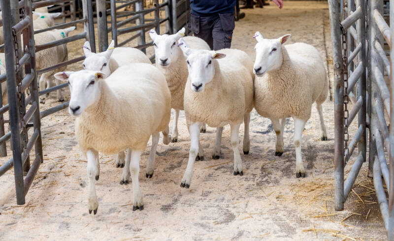 H M Jenkinson&#039;s leading pen sold for £310 per head