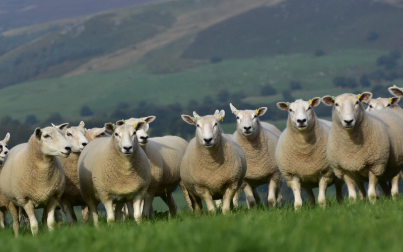Lleyn Shearling ewes