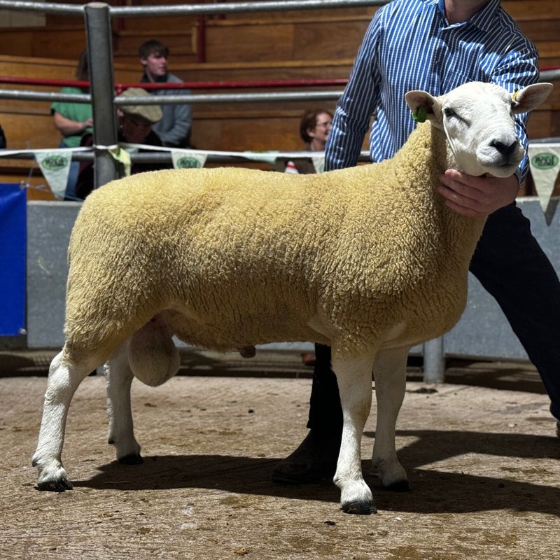 The second prize shearling ram from JA & R Geldard & Sons sold for 2800gns