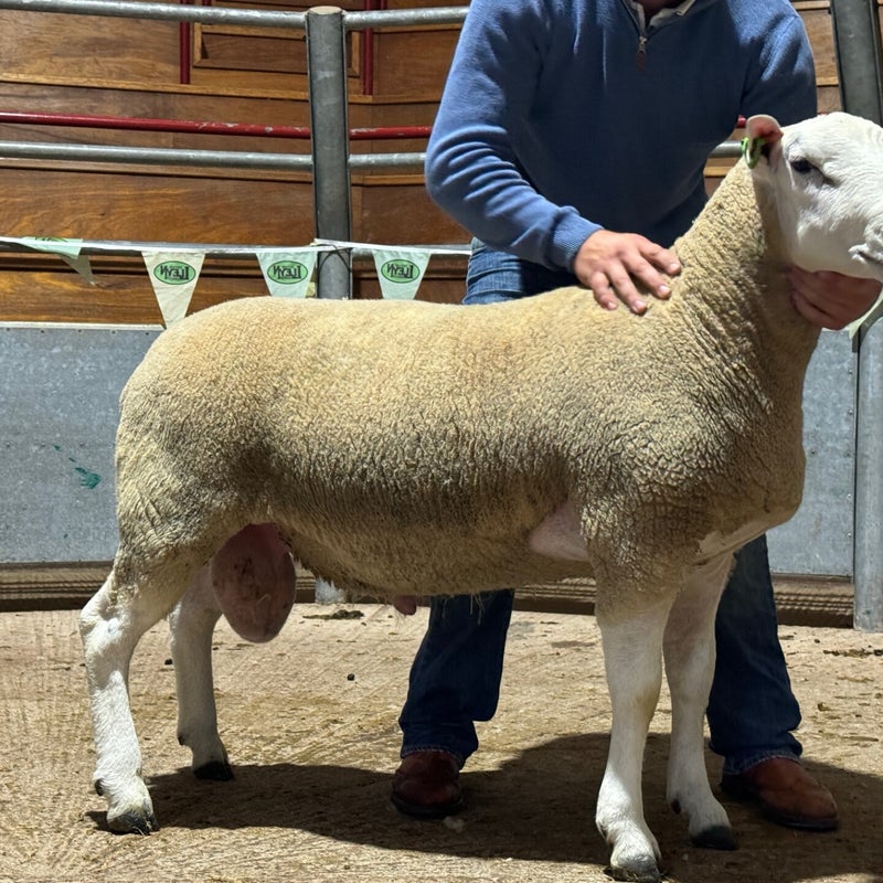 The pre-sale show first prize ram reached 1800gns