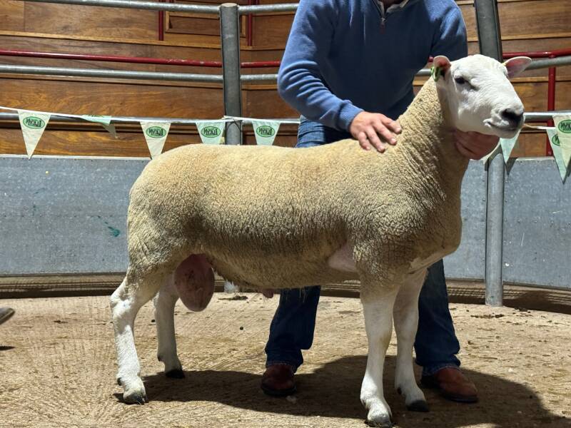 The pre-sale show first prize ram reached 1800gns