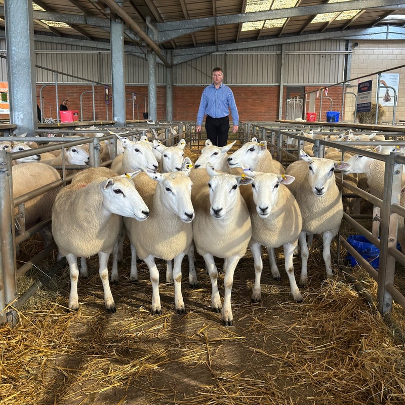 This pen of 10 shearling ewes from JA & R Geldard & Sons secured first prize at the pre-sale show