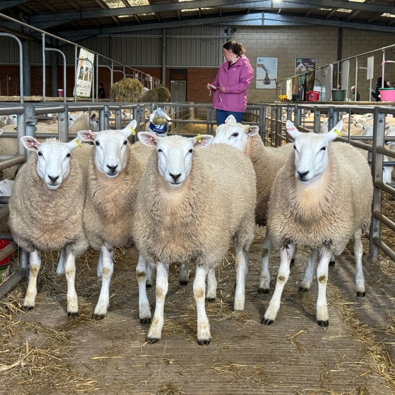 Pre-sale show's first prize ewe lambs from P Hale
