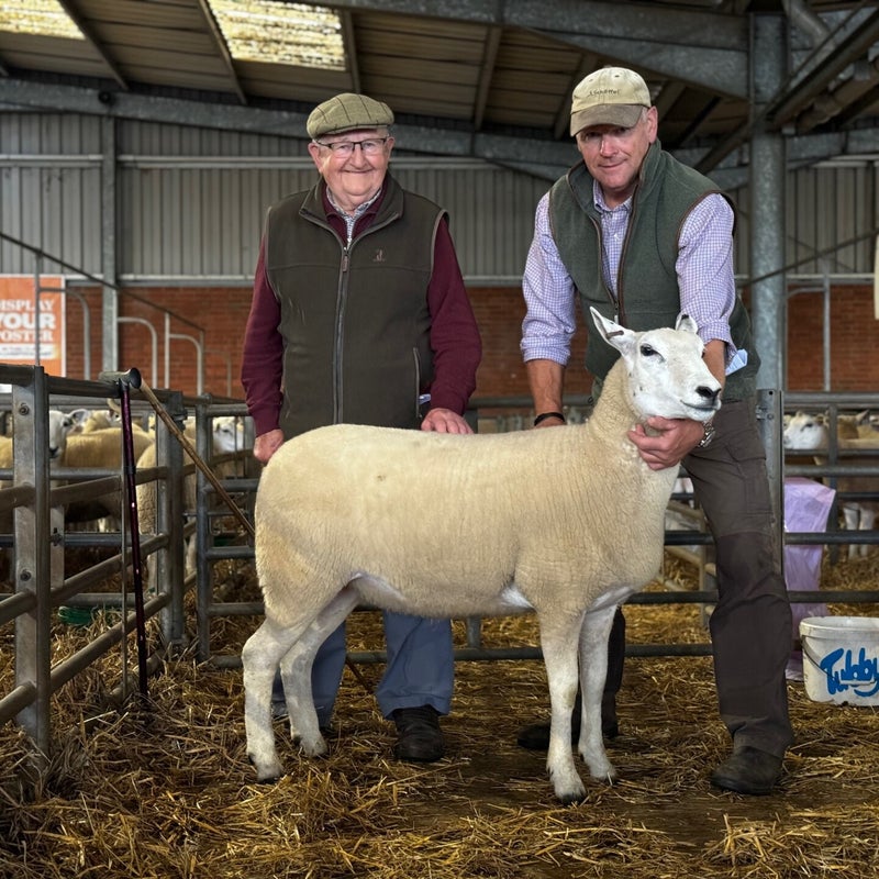 L Organ's leading shearling female which sold for £510