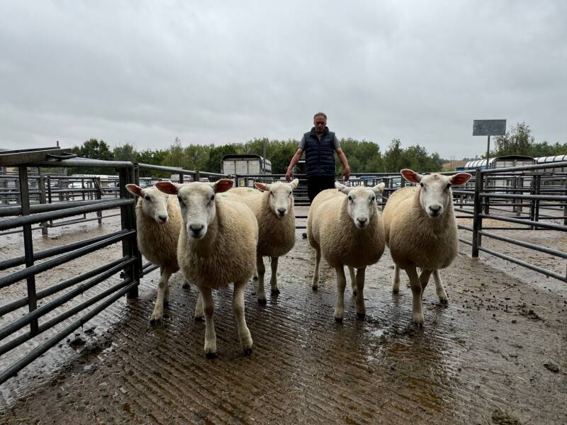 Leading ewe lambs from L Organ reached £275