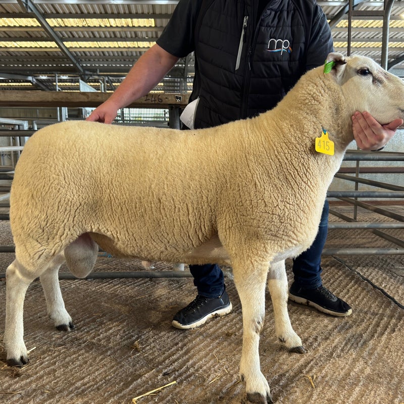 Southam Mastermind sold for 2500gns